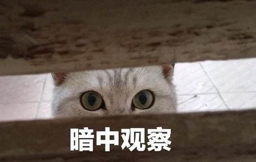 娱乐吃瓜君暗中观察,娱乐吃瓜君暗中观察背后的真相